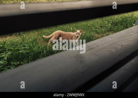 Un gatto si erge su erba verde dietro una panchina di legno. Il gatto si guarda intorno, la sua pelliccia riflette la luce del sole. Foto Stock