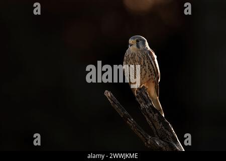 Un gheppio poggia su un ramo d'albero Foto Stock