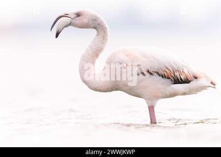 Il fenicottero maggiore (Phoenicopterus roseus) chiama. Foto Stock