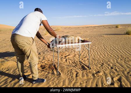 Mauritania, dintorni di Chami, tradizionale rituale di macellazione di capre Foto Stock