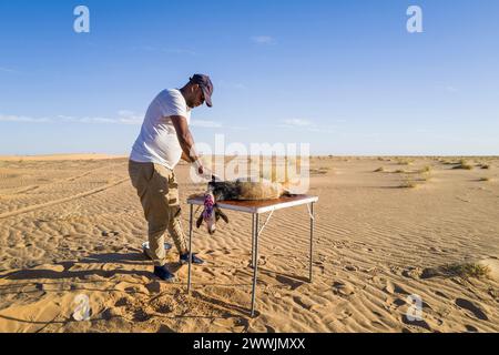 Mauritania, dintorni di Chami, tradizionale rituale di macellazione di capre Foto Stock