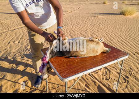 Mauritania, dintorni di Chami, tradizionale rituale di macellazione di capre Foto Stock