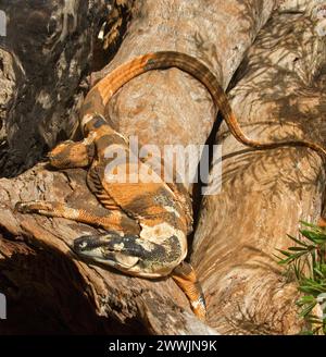 Lucertola australiana, Lace monitor / Goanna - Varanus varius 'forma campane' su un tronco Foto Stock