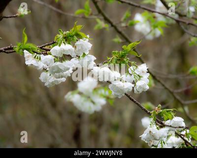 Fiore della primavera bianca del ciliegio giapponese in fiore all'inizio della primavera, Prunus 'Shirotae' Foto Stock