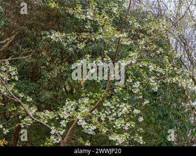 Fiore della primavera bianca del ciliegio giapponese in fiore all'inizio della primavera, Prunus 'Shirotae' Foto Stock