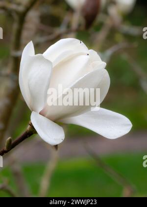 Grandi fiori bianchi a forma di ciotola del primo albero deciduo in fiore, Magnolia "David Clulow" Foto Stock