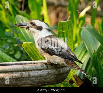 Australiana che ride Kookaburra, Dacelo novaeguineae, arroccata sul bordo di un bagno di uccelli in giardino sullo sfondo di un fogliame verde Foto Stock