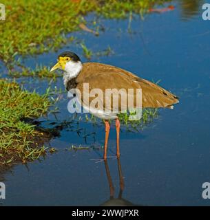 Lapwing mascherato, Vanellus Miles, in piedi in acque blu di grandi pozzanghere nella città costiera in Australia Foto Stock