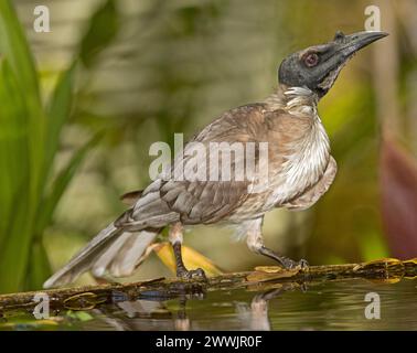 Splendida immagine di Friarbird rumoroso, Philemon corniculatus, un grande alveare australiano, arroccato sul bordo di un elemento d'acqua in un giardino Foto Stock