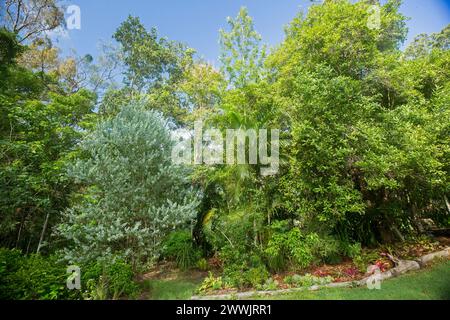 Giardino australiano dominato da alberi e arbusti autoctoni con fitte foglie verdeggianti e cielo blu Foto Stock