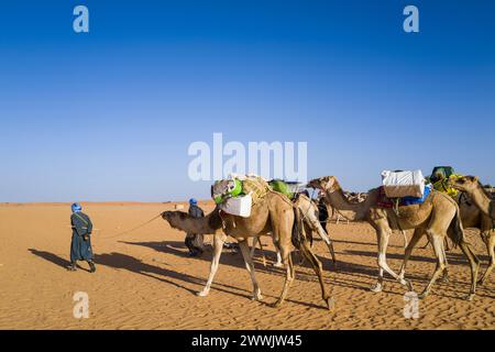 Mauritania, dintorni di Chinguetti, carovana di cammelli Foto Stock