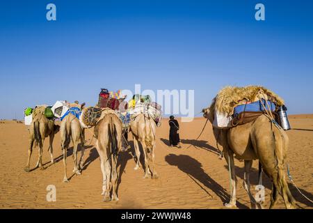 Mauritania, dintorni di Chinguetti, carovana di cammelli Foto Stock