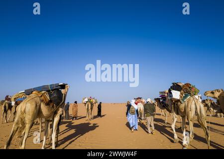 Mauritania, dintorni di Chinguetti, carovana di cammelli Foto Stock