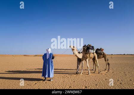 Mauritania, dintorni di Chinguetti, carovana di cammelli Foto Stock