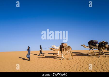 Mauritania, dintorni di Chinguetti, carovana di cammelli Foto Stock