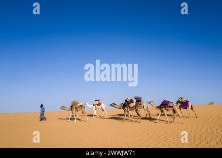 Mauritania, dintorni di Chinguetti, carovana di cammelli Foto Stock