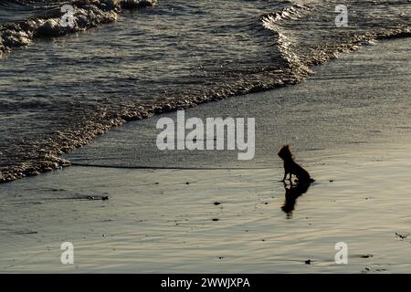 Un piccolo cane, in silhouette, guarda il suo proprietario dalla spiaggia. Animale fedele Foto Stock