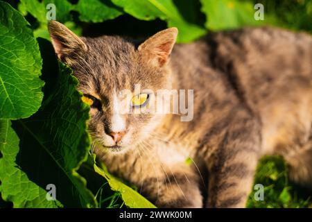 Ritratto nel gatto di Tabby seduto nel verde giardino erboso, rilassandosi all'aperto Foto Stock