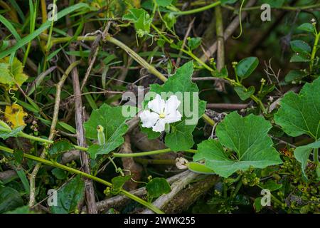 lagenaria giovane con i suoi fiori e foglie (fiore di calabasso bianco) Foto Stock