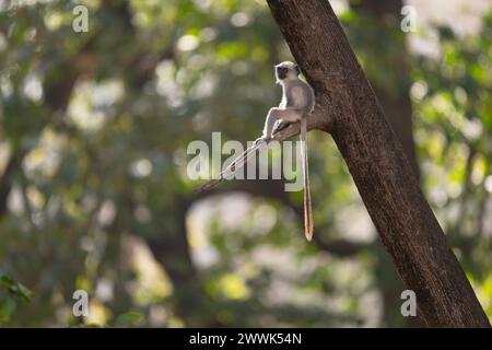 Baby scimmia di langur grigia seduta sul ramo di un albero, Kanha National Park, India Foto Stock