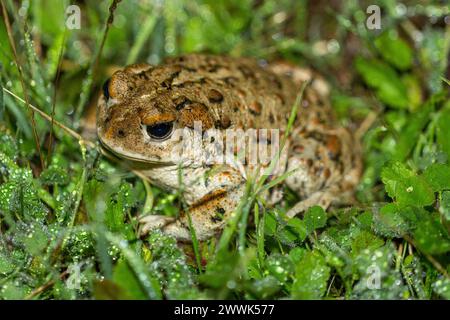 California Toad - adulti. Joseph D. Grant County Park, Santa Clara County, California, Stati Uniti. Foto Stock