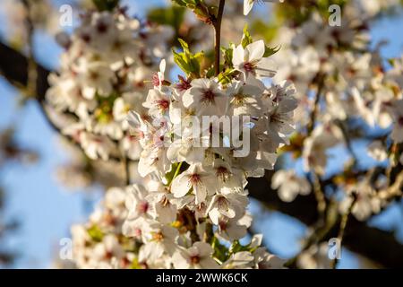 Un'abbondanza di graziosa fioritura su un albero, in un giorno di sole primaverile Foto Stock