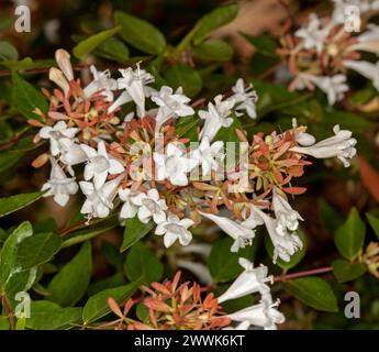 Massa di fiori bianchi profumati a forma di campana e foglie verdi scure di arbusto deciduo, Abelia grandiflora in un giardino australiano Foto Stock