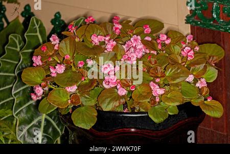 Begonia semperflorens con masse di doppi fiori rosa e fogliame verde rossastro che crescono in un contenitore decorativo Foto Stock