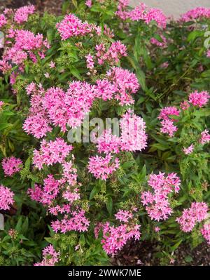 Arbusto Evergreen da giardino, Pentas lanceolata, con fogliame verde brillante e masse di piccoli fiori rosa brillante a forma di stella, in Australia Foto Stock