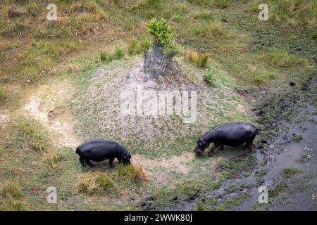 Vista aerea dell'ippopotamo da un elicottero in Botswana, Africa Foto Stock