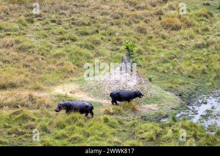 Vista aerea dell'ippopotamo da un elicottero in Botswana, Africa Foto Stock