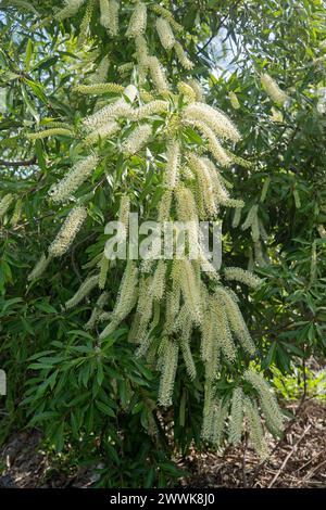 Massa di lunghe racemi di fiori e fogliame verde scuro di Buckinghamia celsissima, fiore di riccio avorio, albero nativo australiano Foto Stock