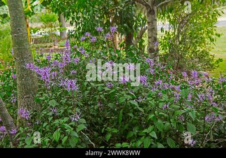 Pianta perenne nativa australiana, Orthosiphon aristatus, Cat's Whiskers, con fiori di malva/rosa, che cresce tra gli alberi in un giardino Foto Stock