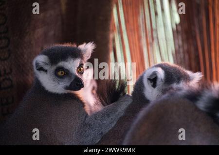 Un gruppo di lemuri dalla coda ad anello accoccolati insieme Foto Stock