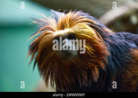 Una scimmia tamarin leone dalla testa dorata per adulti Foto Stock