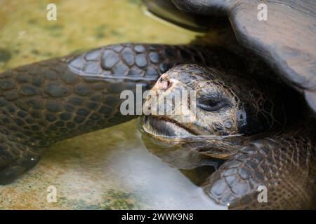 Una tartaruga Galápagos che si rilassa in acqua Foto Stock