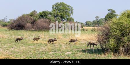 African Wild Dogs in una caccia in Botswana, Africa Foto Stock