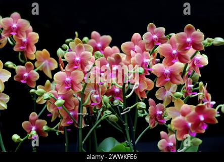Moth Orchid, Phalaenopsis Bolgheri, Aeridinae, Orchidaceae. Foto Stock