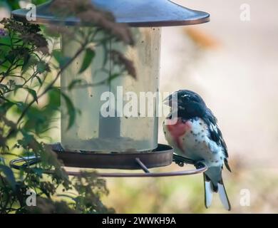 Grosbeak maschile al petto di rosa arroccato su un alimento per uccelli in una giornata estiva a Taylors Falls, Minnesota USA. Foto Stock