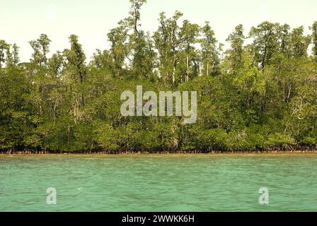 Alberi di mangrovie nel Parco Nazionale di Ujung Kulon, Pandeglang, Banten, Indonesia. Secondo Scale Climate Action, l’aumento delle temperature causato dai cambiamenti climatici può sconvolgere il delicato equilibrio degli ecosistemi. "Molte specie hanno requisiti di temperatura specifici per la sopravvivenza e la riproduzione. Anche lievi variazioni di temperatura possono influire sulla loro capacità di trovare cibo, accoppiarsi e migrare, portando a un declino della popolazione. Così, a sua volta, influisce sull'intricata rete di interazioni all'interno degli ecosistemi," i loro redattori scrivono sul loro sito web. Anche l'Unione Internazionale per la conservazione della natura (IUCN) conclude... Foto Stock