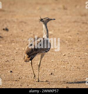 Kori Bustard, Botswana, Africa Foto Stock