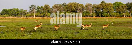 Red Lechwe salta sull'acqua nelle zone umide del Delta dell'Okavango, Botswana, Africa Foto Stock