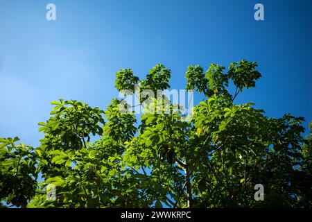 Baobab Africa albero, Adansonia digitata foglie verdi con sfondo blu cielo. Foto Stock