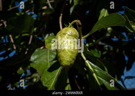 Mengkudu, frutto noni crudo (Morinda citrifolia), chiamato anche frutto della fame. Foto Stock