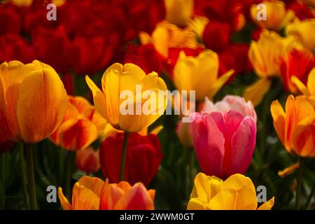 Tulipani di fiori primaverili primo piano nel giardino. Luminoso sfondo multicolore alla luce del sole. Cornice completa con sfondo sfocato. Il concetto di una vacanza Foto Stock