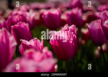 Tulipani lilla primo piano in giardino. Primavera viola sfondo floreale. Bellissimo letto di fiori, giardini di parchi e piazze. Animale domestico a motivi geometrici Foto Stock