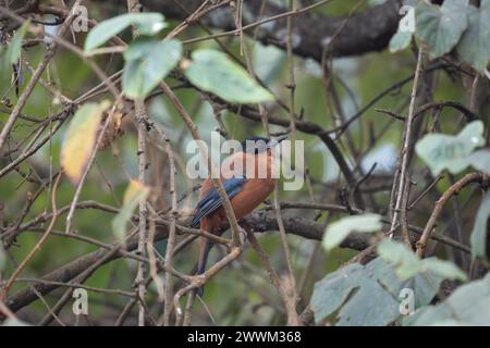 Una Rufous Sibia arroccata nel baldacchino di un albero nella giungla. Foto Stock