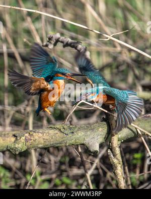 Due Kingfishers maschi che lottano per il territorio Foto Stock