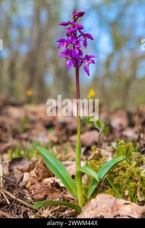 Primo piano in una mascula Orchis fiorita in primavera Foto Stock