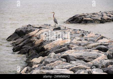 Westmoreland State Park nella contea di Westmoreland, Virginia, Stati Uniti Foto Stock